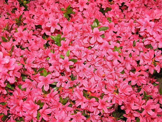 azalea_rhododendron_pink_bush_flowers.jpg