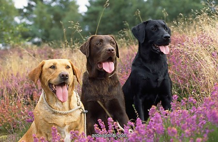 mismarked labrador retrievers