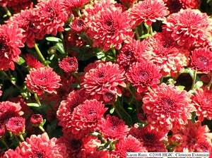 red_chrysanthemum.jpg