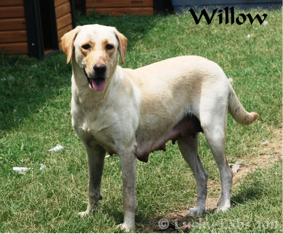 willow_after.jpg