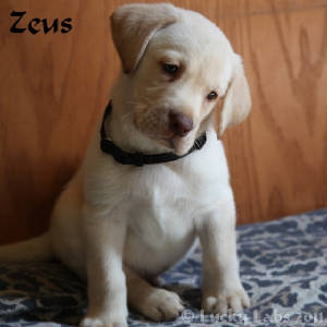 zeus5.jpg