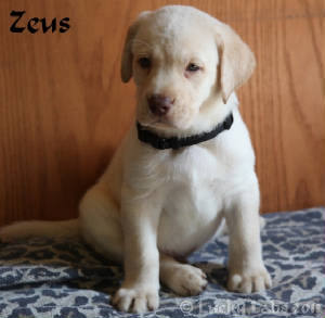 zeus6.jpg