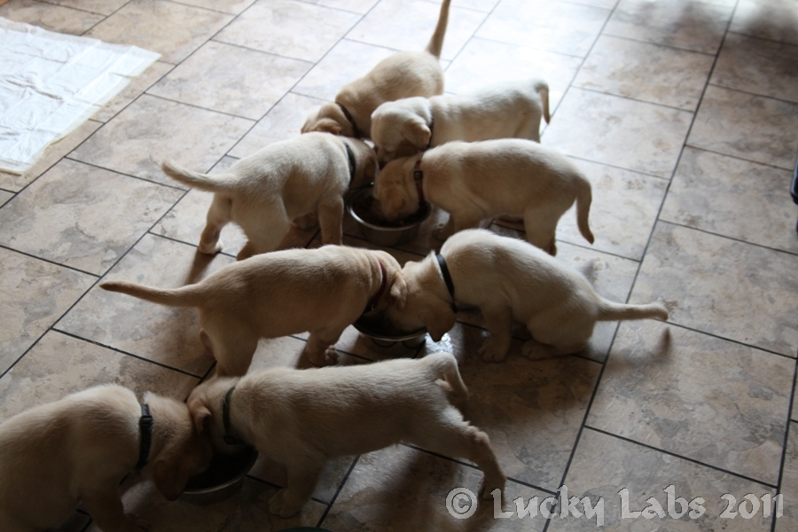 pups_eat3.jpg