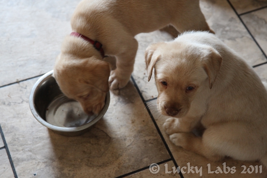 pups_eat4.jpg