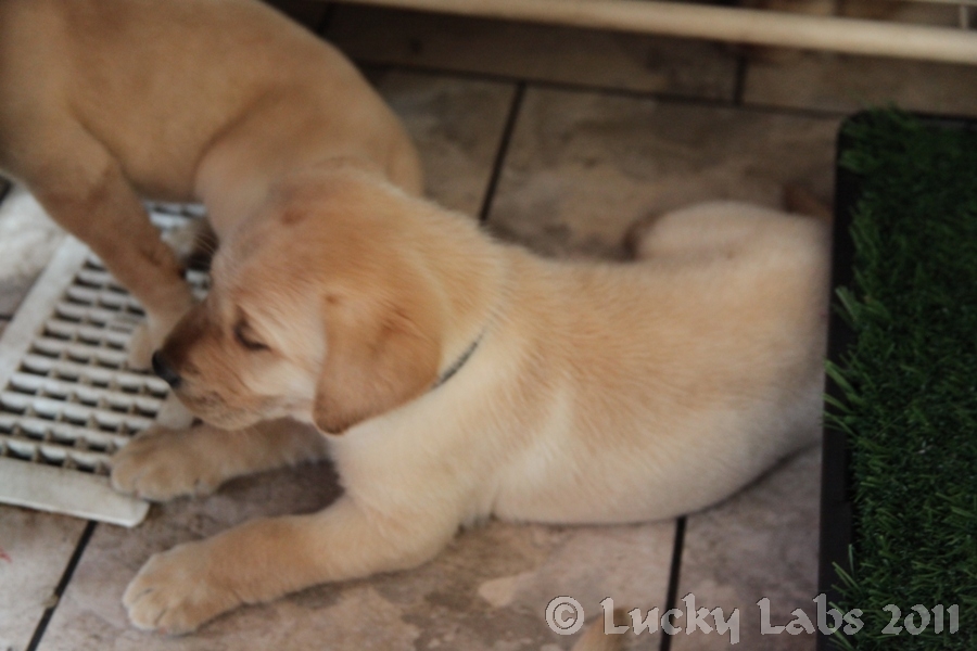 pups_play8.jpg