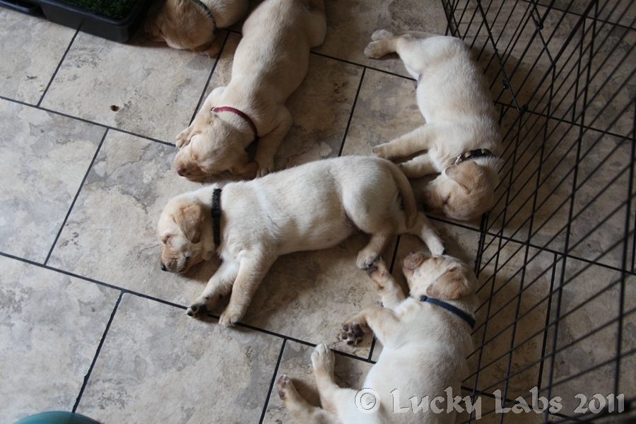 pups_tired2.jpg